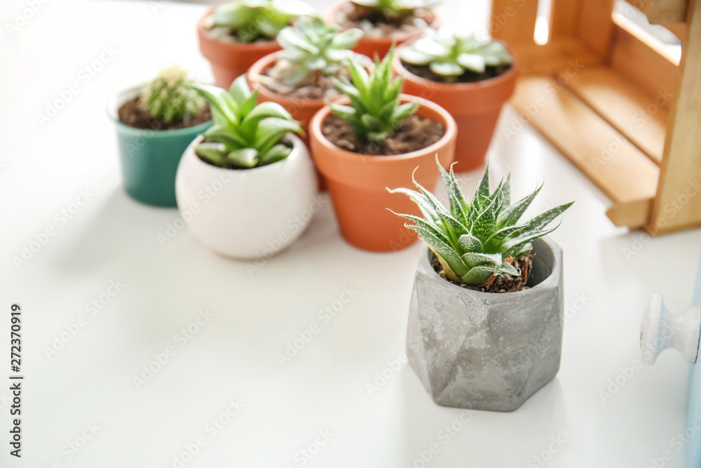 Fototapeta premium Succulents in pots on white table
