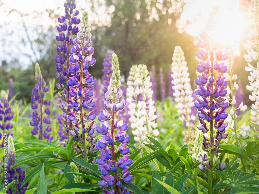 Fototapeta premium Beautiful bright lupin flowers blooms in the field in warm sunshine.