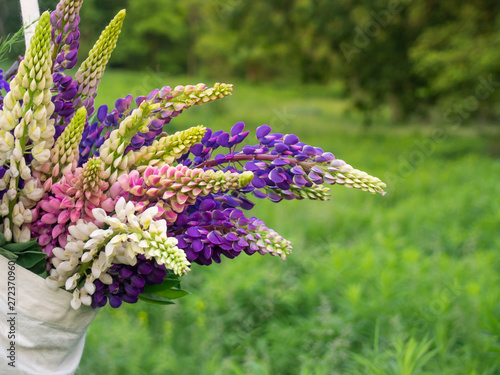 Beautiful bright flowers of lupine in a bag in the meadow.