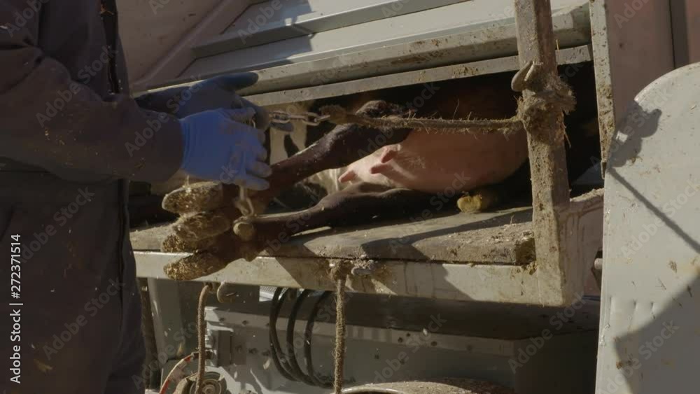 Hoof trimming setup with cow on farm Hoof trimming setup with cow on farm