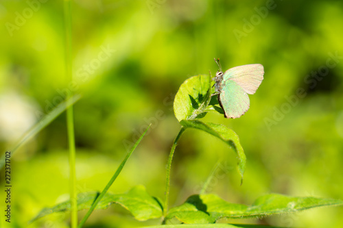 green butterfly sitting on a flower. animal life in the wild