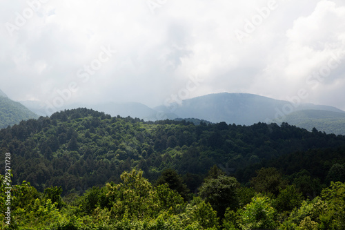 peach orchard in front of mountain landscape covered with pine forests