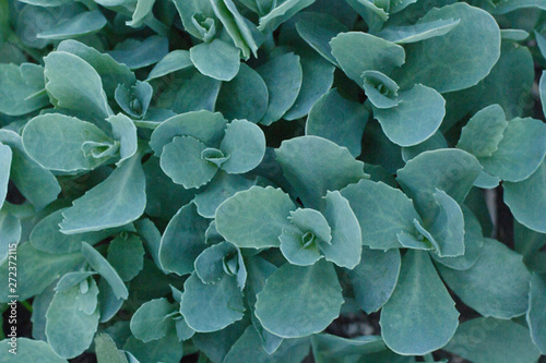 Sedum hardy succulent ground cover perennial green plant with thick succulent leaves and fleshy stems planted .