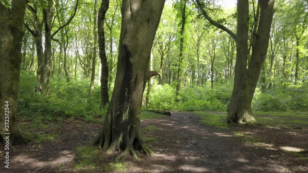 Slow moving through woodland forest greenery. Light breaking through tree canopy deep, lush foliage along peaceful trail. Slow moving through woodland forest greenery. Light breaking through tree canopy deep, lush foliage along peaceful trail.