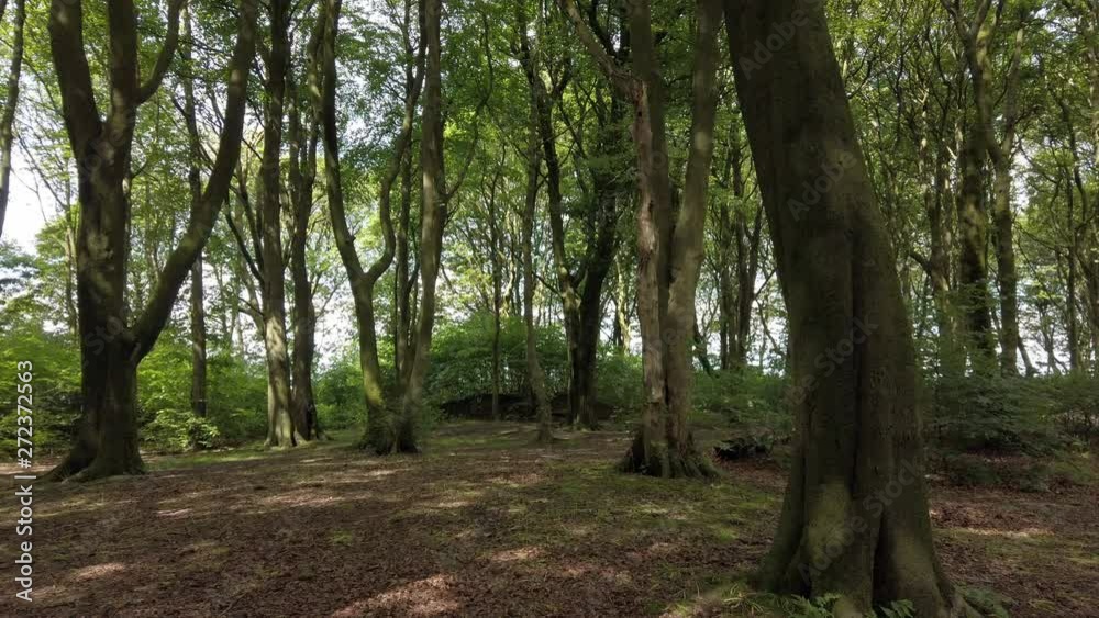Slow moving through woodland forest greenery. Light breaking through tree canopy deep, lush foliage along peaceful trail. Slow moving through woodland forest greenery. Light breaking through tree canopy deep, lush foliage along peaceful trail.