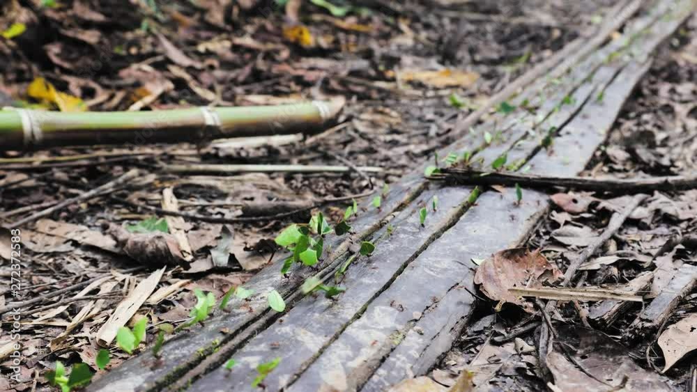 Ants working in the Amazon Rain Forest, Carry Leafs, Cusco, Peru, South america Ants working in the Amazon Rain Forest, Carry Leafs, Cusco, Peru, South america
