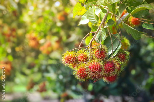 rambutan fruit on tree