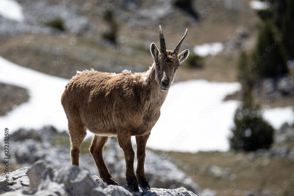 ibex crossing a snow-covered area on the plateaus of the Vercors Sud. ibex crossing a snow-covered area on the plateaus of the Vercors Sud.