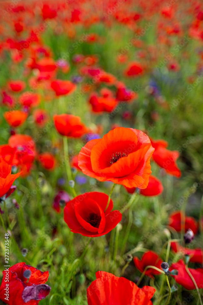 Rural poppy field. In a meadow Rural poppy field. In a meadow
