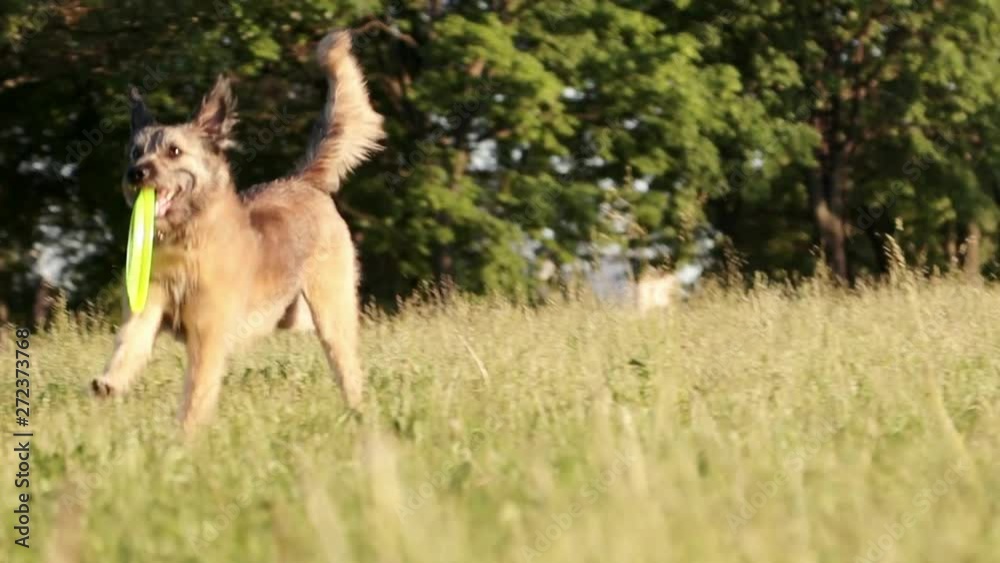 The cute shaggy dog running to its owner with a frisbee in its mouth. Trained dog playing in the park. The cute shaggy dog running to its owner with a frisbee in its mouth. Trained dog playing in the park.