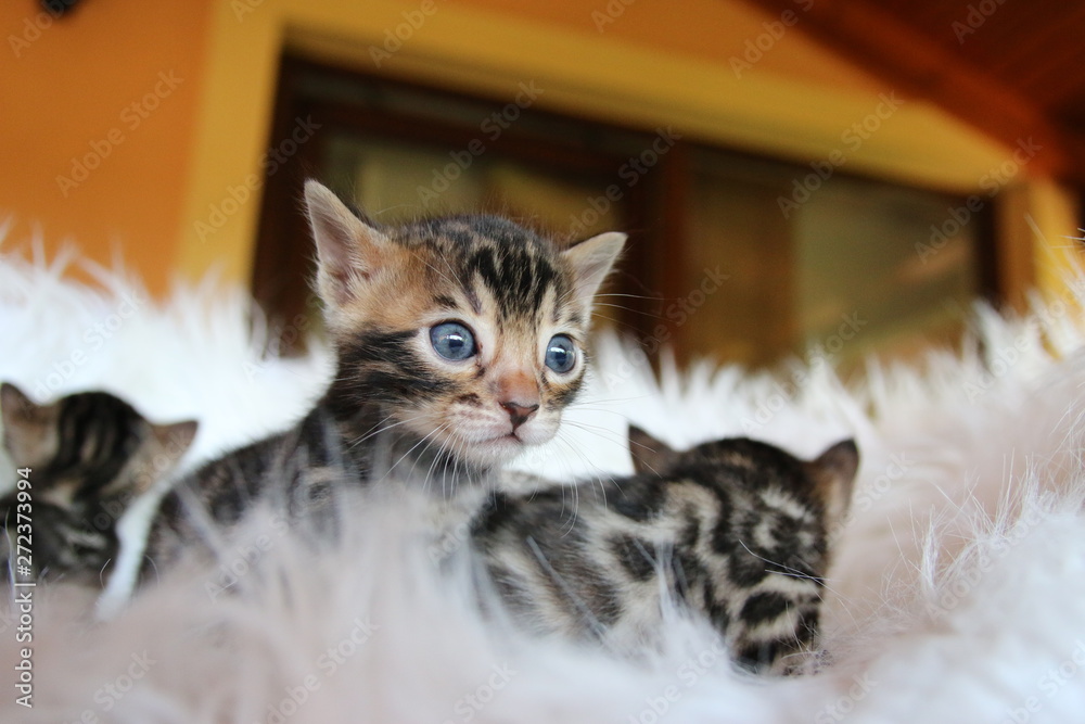 cat in snow