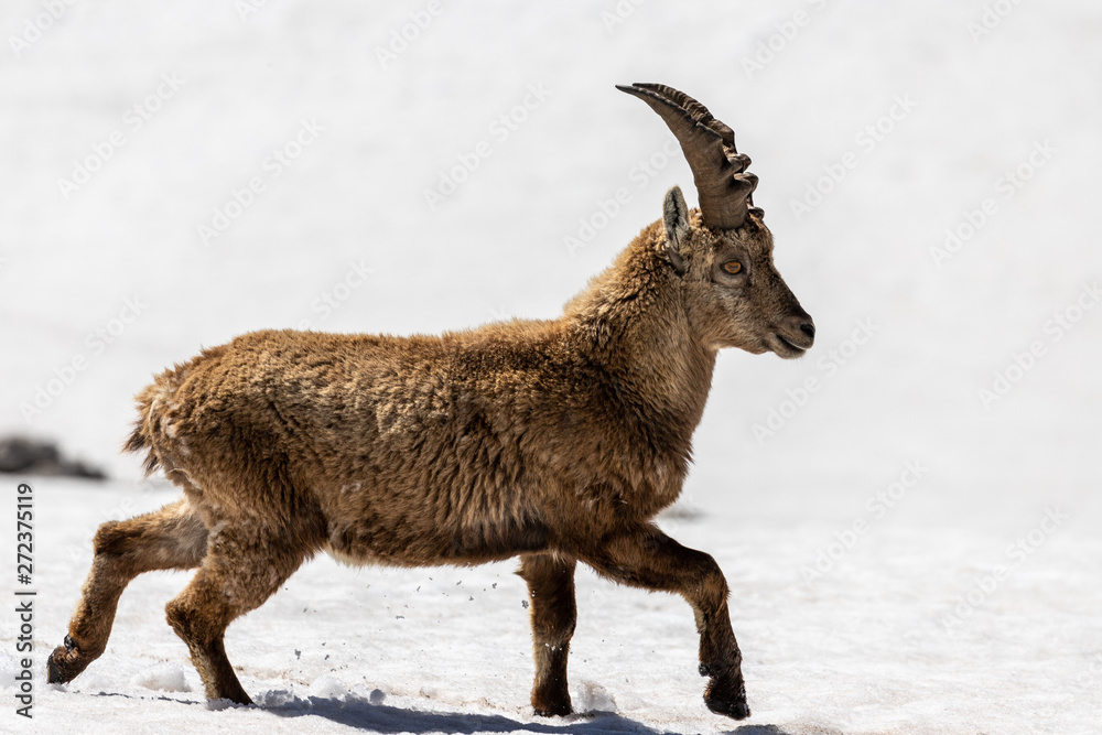 ibex crossing a snow-covered area on the plateaus of the Vercors Sud. ibex crossing a snow-covered area on the plateaus of the Vercors Sud.