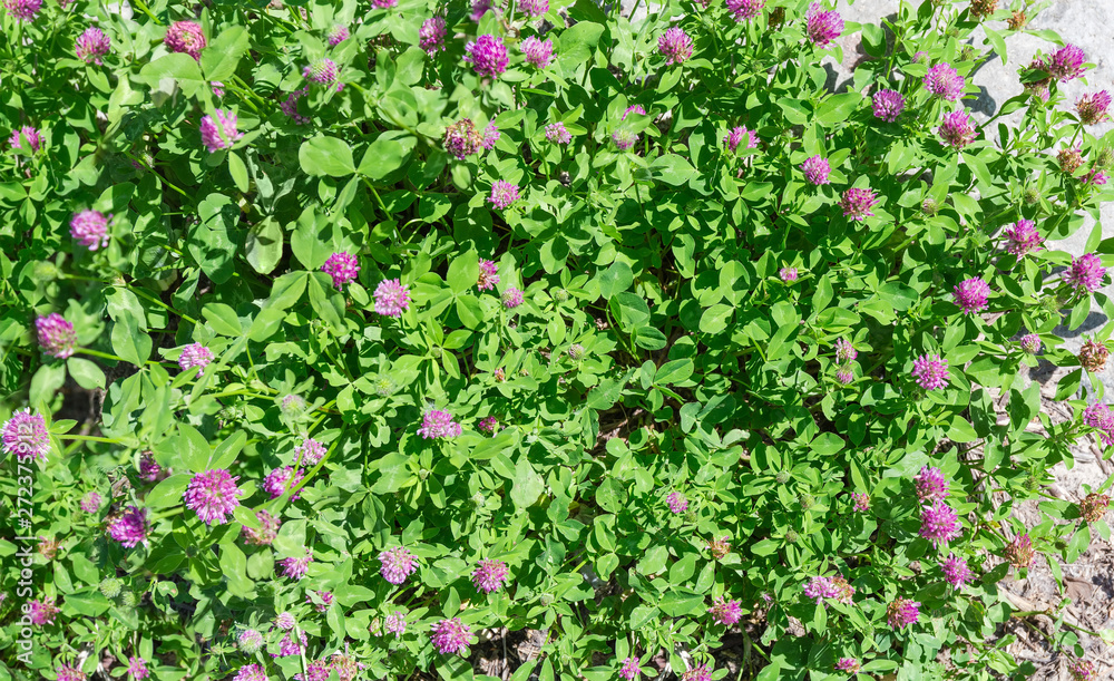 Top view of the bush of flowering red clover