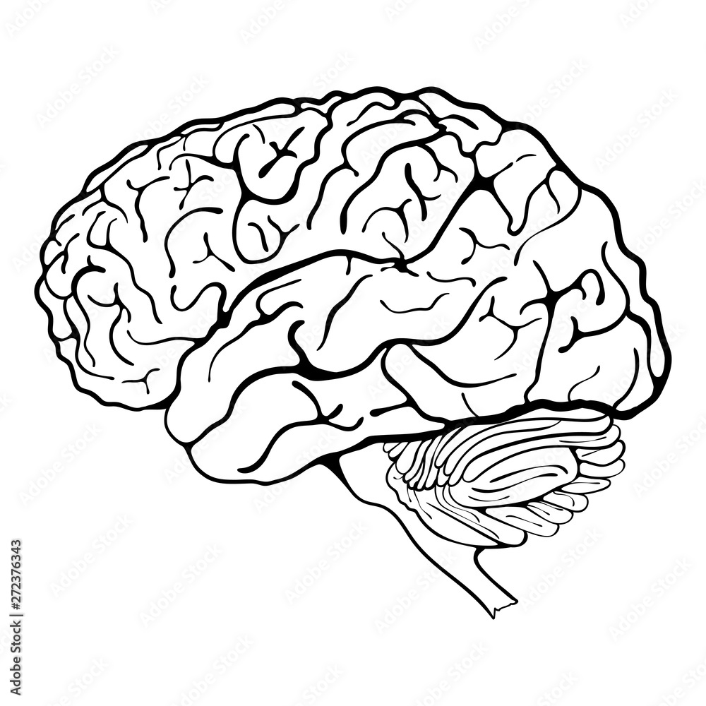 human_brain_1 human_brain_1