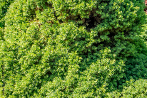 background of green leaves © Viktor