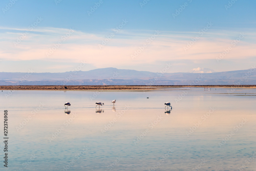 The Chaxa Lagoon with Andean flamingos, flamingo heaven located in the center of the Salar de Atacama, Chile