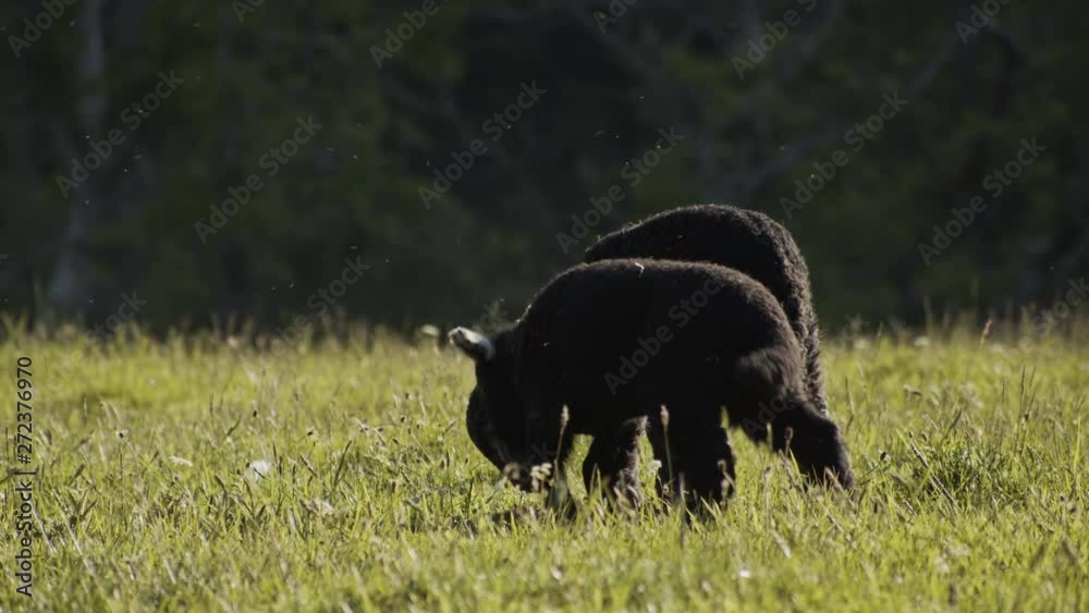 Slow panning shot of lambs playing in grass during sunset, English countryside, slow motion Slow panning shot of lambs playing in grass during sunset, English countryside, slow motion