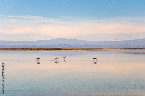 The Chaxa Lagoon with Andean flamingos  flamingo heaven located in the center of the Salar de Atacama  Chile