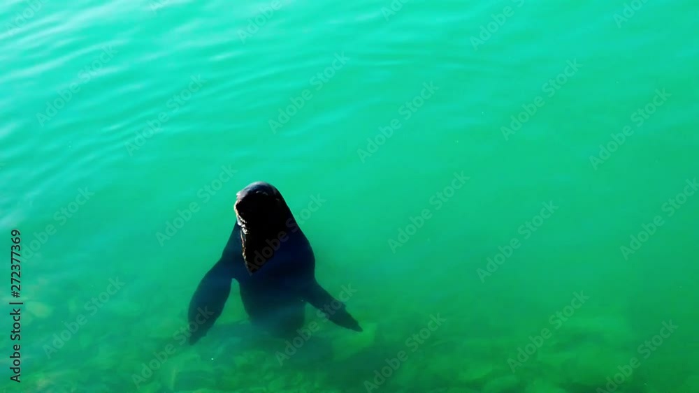 Slow Motion shot of a playful seal in the ocean water. Slow Motion shot of a playful seal in the ocean water.