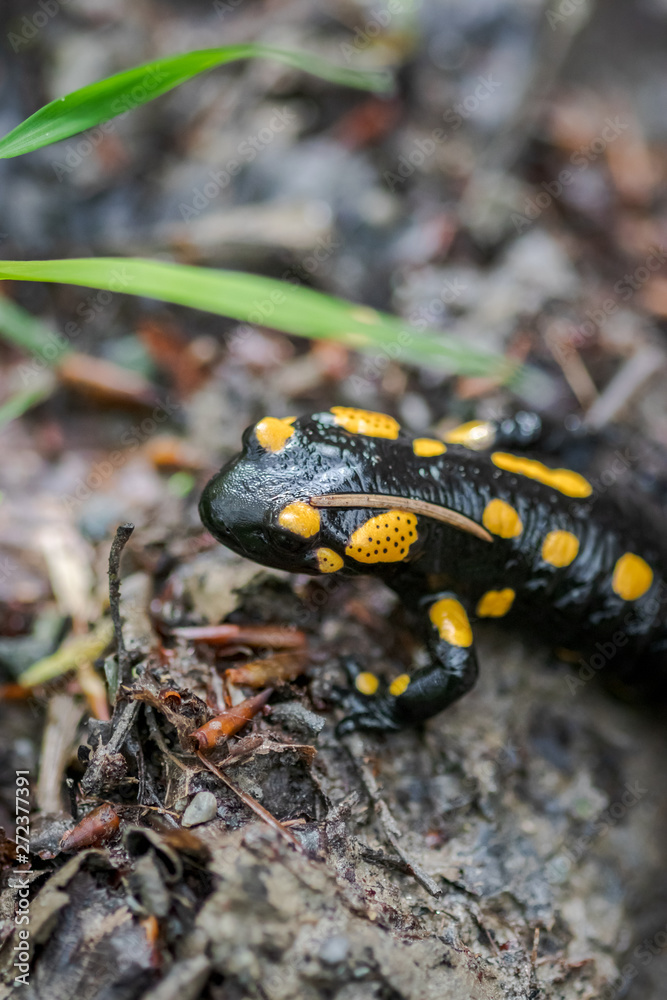 Fototapeta premium black and yellow salamander closeup