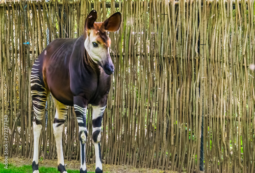 closeup of a okapi, tropical endangered giraffe specie from Congo, Africa