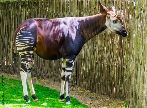 Okapi in closeup, Endangered animal specie, giraffe from Congo, Africa