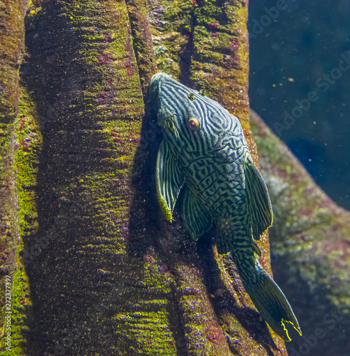 royal panaque in closeup, popular suckermouth catfish in aquaculture, Tropical fish from the Amazon basin of America photo