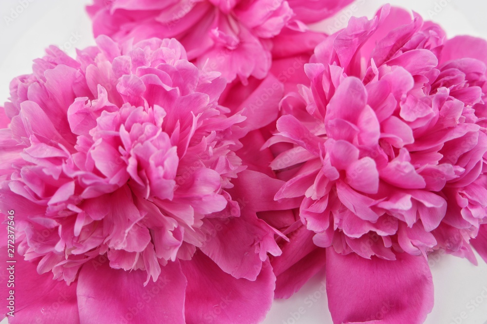 Bouquet of pink lush peonies, floral background