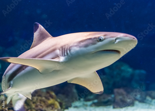 closeup of a black tip reef shark, tropical near threatened fish specie form the indian and pacific ocean