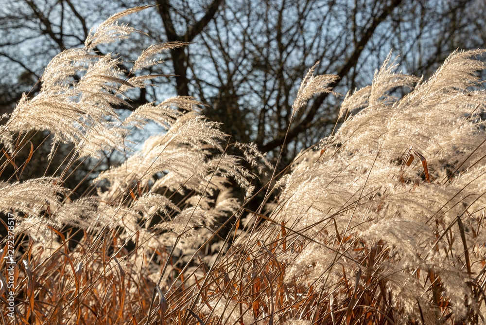 Fototapeta premium Field of weed grasses in the sun