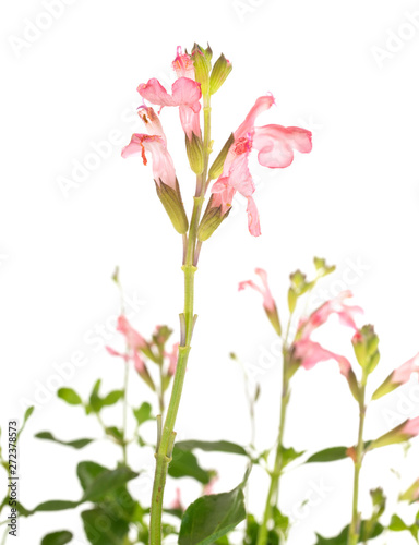 Fototapeta Naklejka Na Ścianę i Meble -  Salvia microphylla in studio