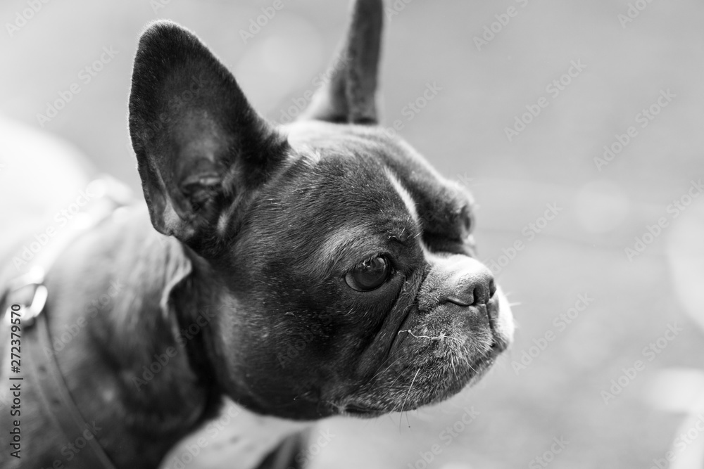 Dog breed French bulldog close-up portrait