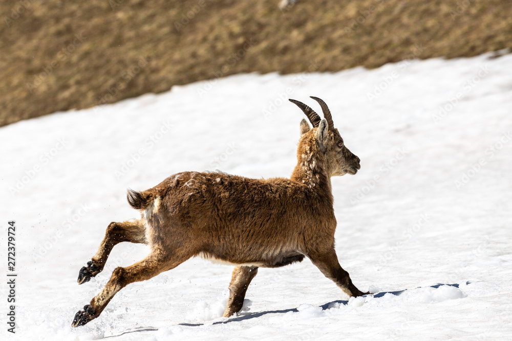 ibex crossing a snow-covered area on the plateaus of the Vercors Sud. ibex crossing a snow-covered area on the plateaus of the Vercors Sud.