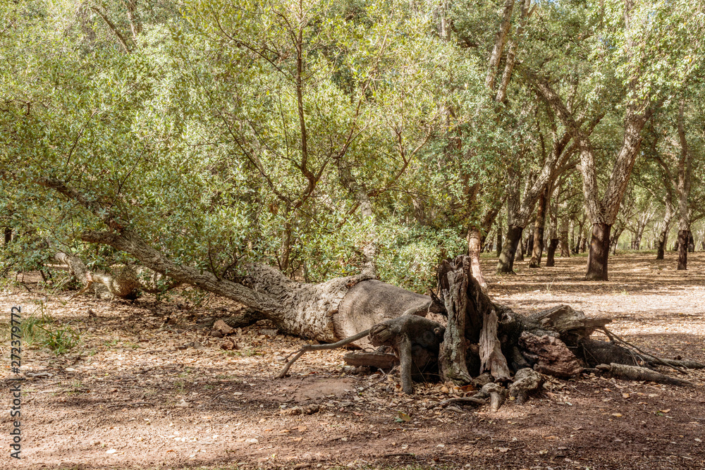 Blown over Cork Oak still growing Blown over Cork Oak still growing