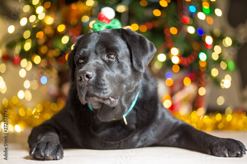 A black Labrador dog wearing a gnome cap near a Christmas tree with garlands