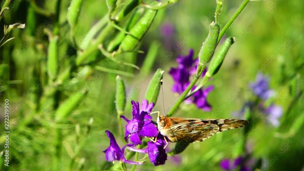 Butterfly and flowers. Slow motion. Butterfly and flowers. Slow motion.