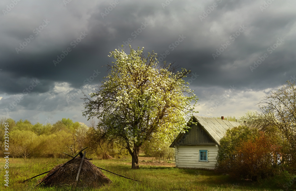 An old log cabin andand flowering fruit trees during a thunderstorm. Ukrainian village.
