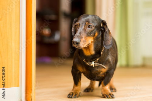 Dachshund dog stands on the floor sad