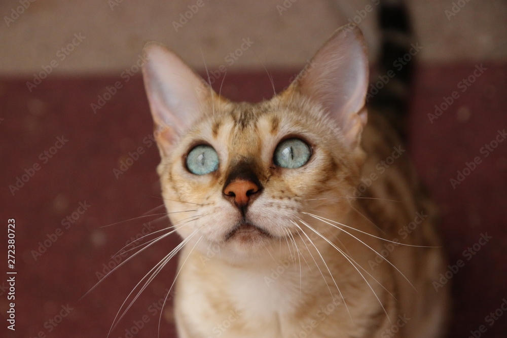 portrait of a bengal cat cat portrait of a bengal cat cat