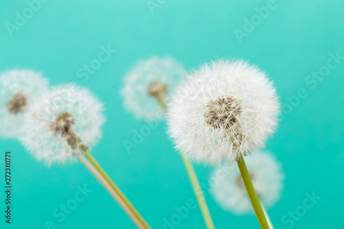 Dandelion clock  close-up  macro - Image .