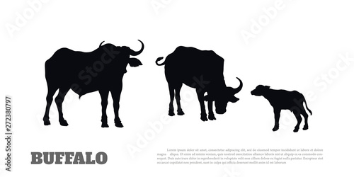Black silhouette of african buffalo on white background. Isolated scene with bull family. Landscape with wild animals of Africa. Savannah nature