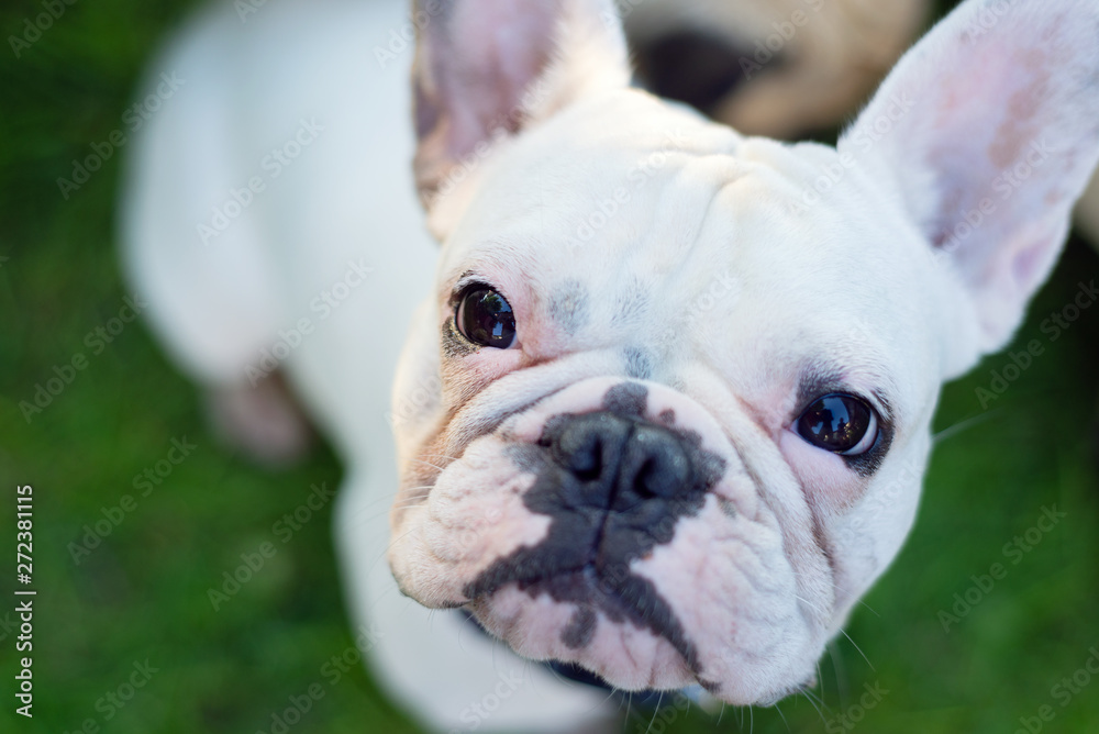 French bulldog white dog face close-up top view outdoor