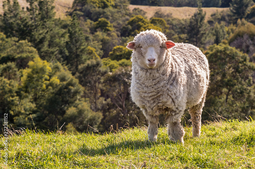 closeup of curious merino sheep standing on grass with blurred background