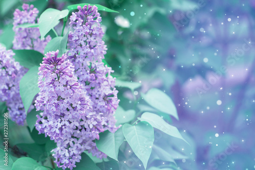 Gentle blurred spring background. Lilac flowers on blurred bokeh background