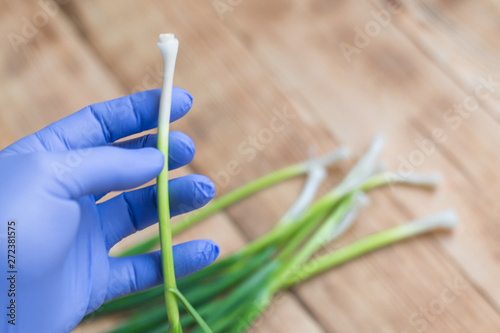 Green garlic in hand in rubber glove. The concept of checking plant products, GMOs. © Konstiantyn Zapylaie