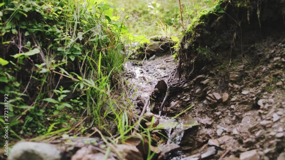 Small creek running in green forest in the morning Small creek running in green forest in the morning