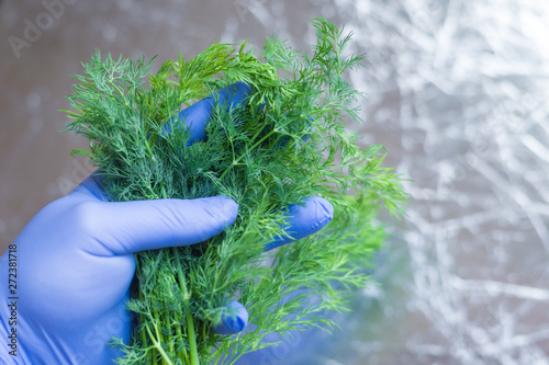 Organic dill in a rubber gloved hand. The concept of checking plant products, GMOs.