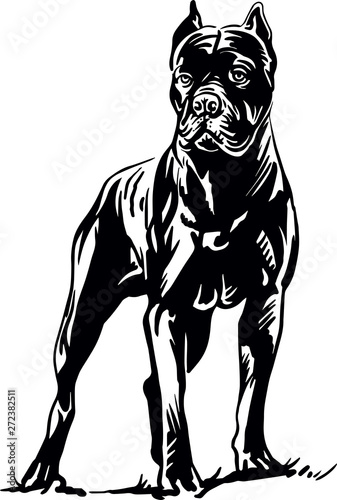 Vector. Cane Corso dog breed isolated on white background
