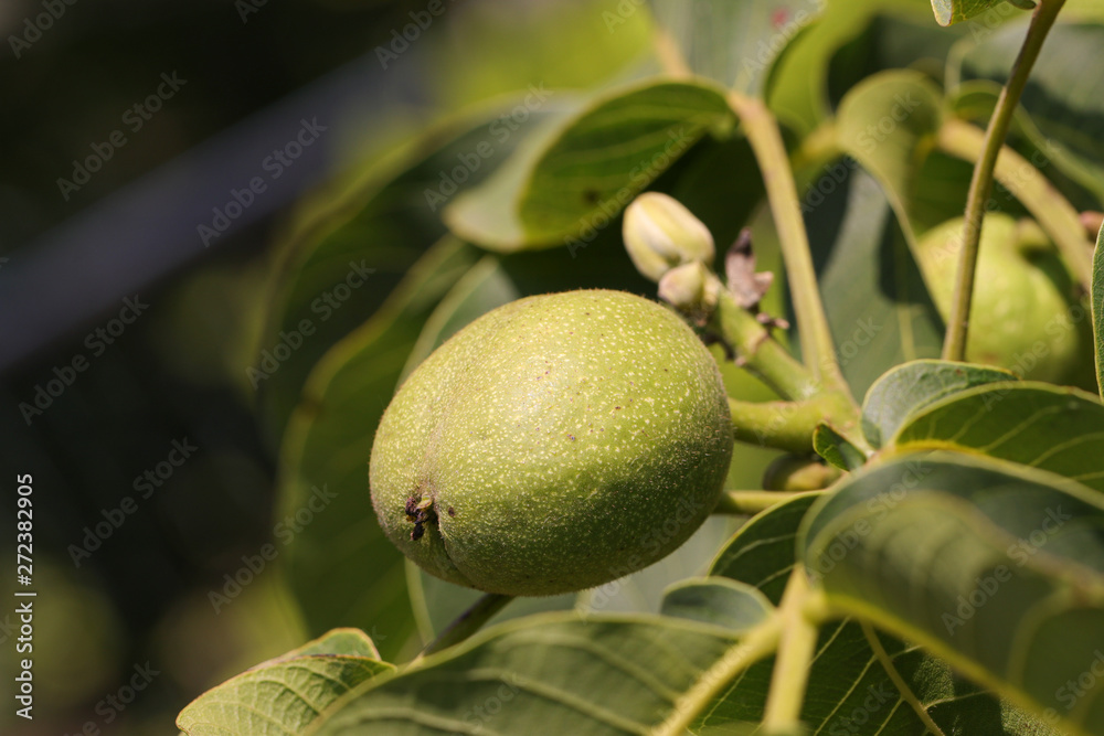 Large green walnut on a tree branch, fruit ripening Large green walnut on a tree branch, fruit ripening