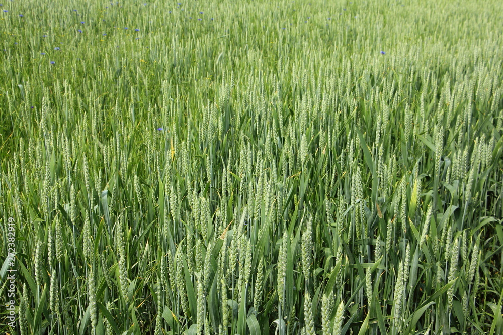 Green wheat field, the cultivation of cereals Green wheat field, the cultivation of cereals